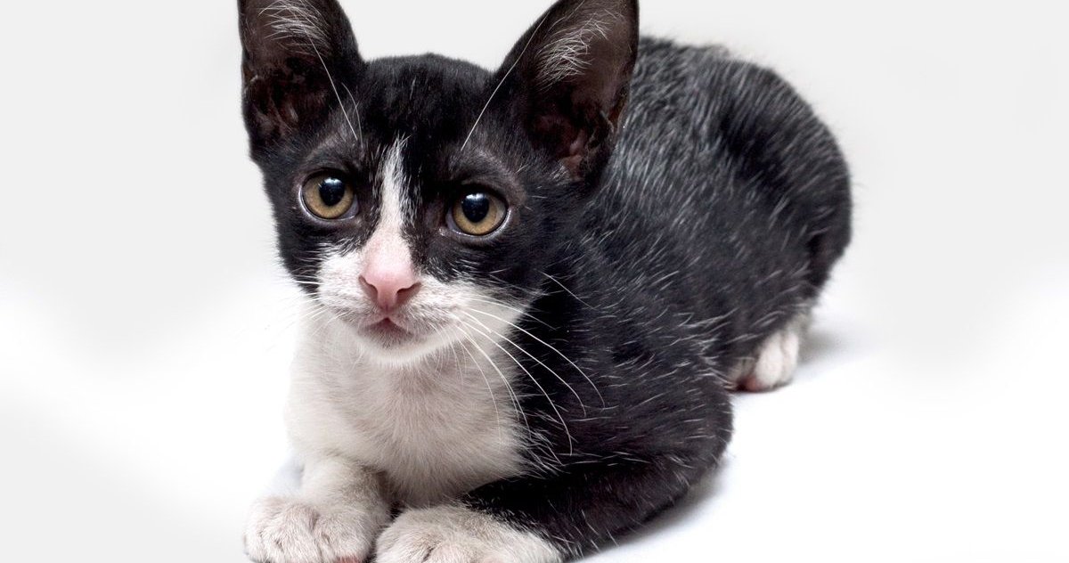 Chaton noir et blanc avec des taches grises sur le pelage du chat de fever