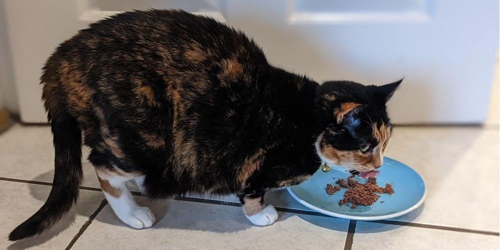 Chat âgé mangeant de la nourriture humide dans un plat peu profond.