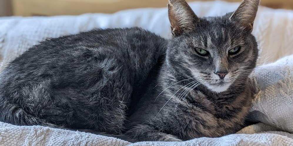 Magnifique chat gris âgé confortablement installé dans son lit.