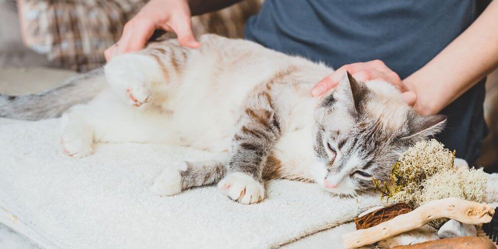 Massage de la patte arrière du chat