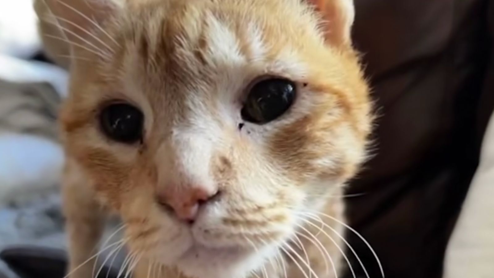 Otto est sur le point de se rétablir complètement. Le chat nommé Otto