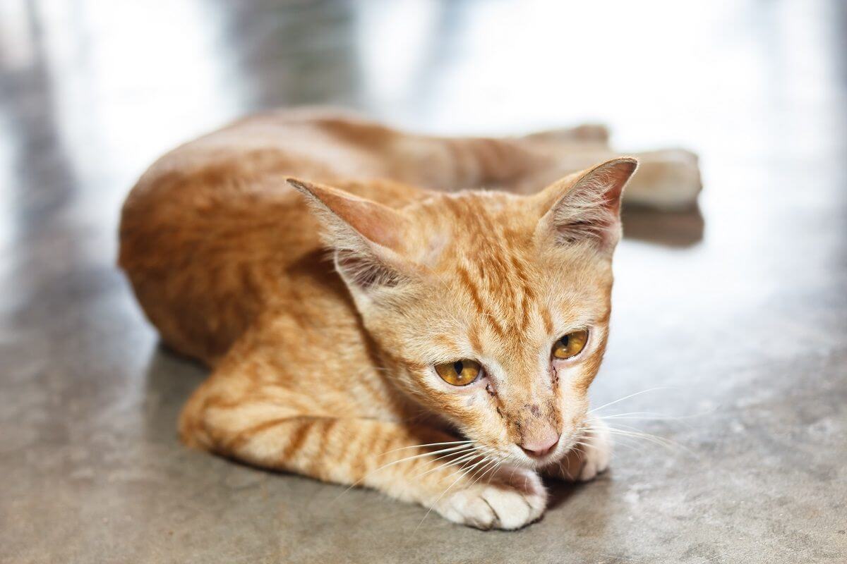 chat roux mince, couché sur le côté