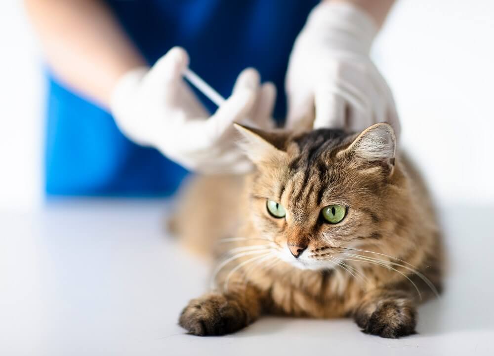 Le chat est allongé calmement sur la table pendant que le vétérinaire lui fait une injection