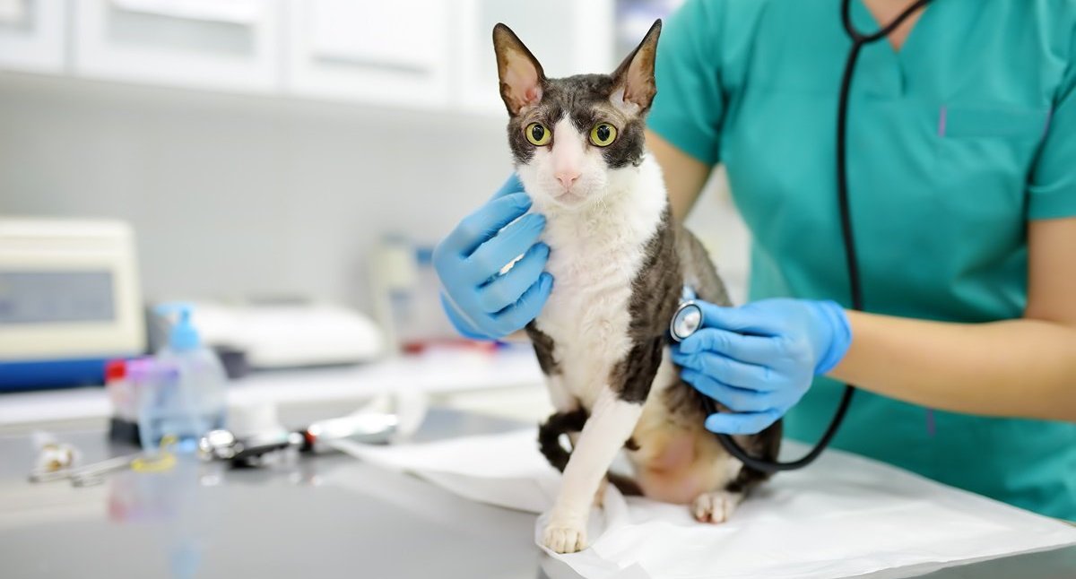 Un vétérinaire appuie un stéthoscope sur la poitrine d’un chat.