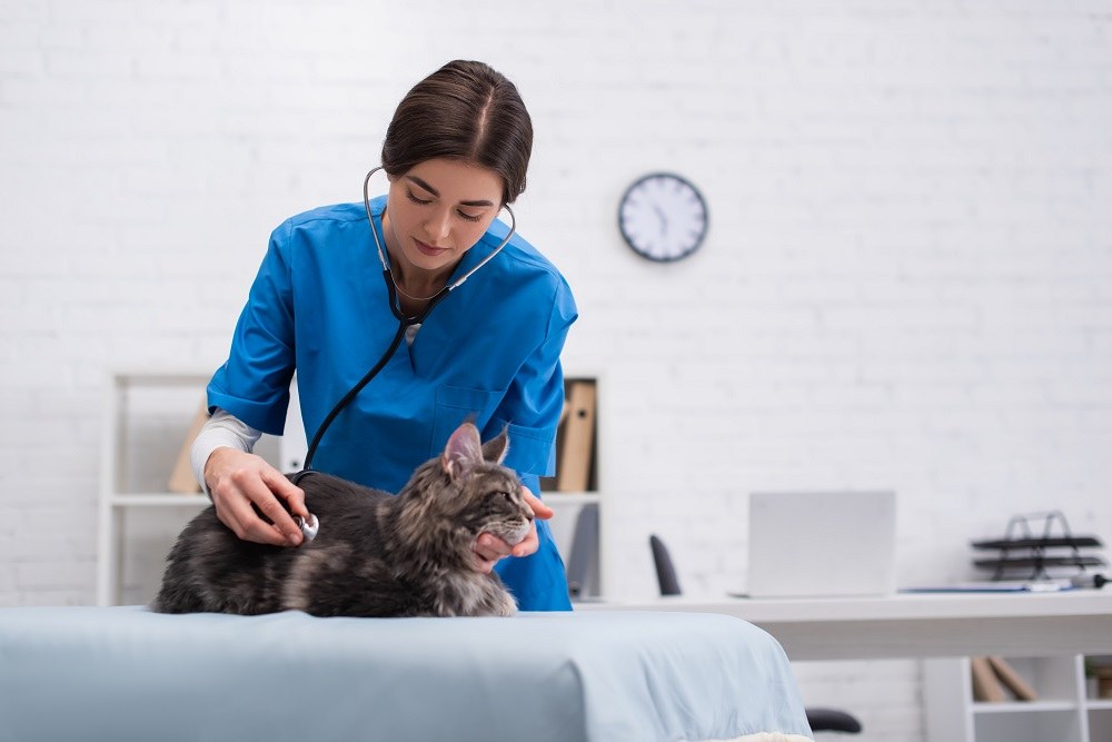 un vétérinaire examine un chat à l'aide d'un stéthoscope