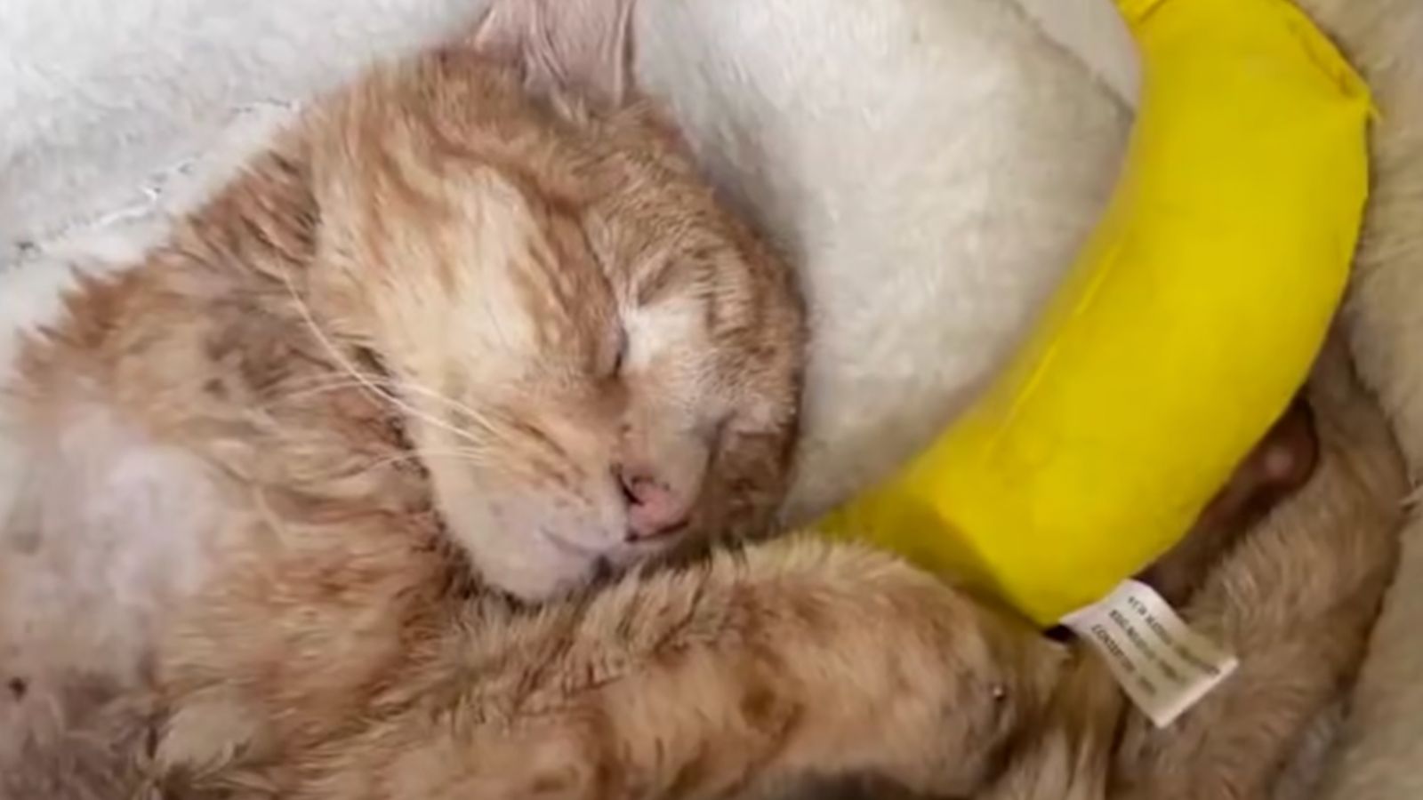 Qui aurait cru que les bananes pouvaient être si câlines ? Le chat nommé Otto