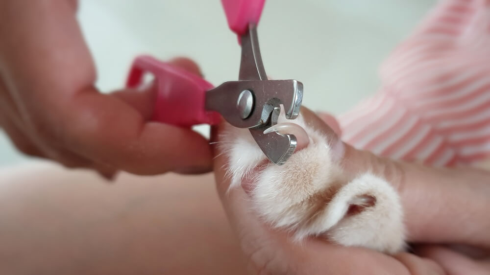 gros plan d'une patte de chat avec les orteils écartés et l'un des ongles pointus coupés avec un coupe-ongles