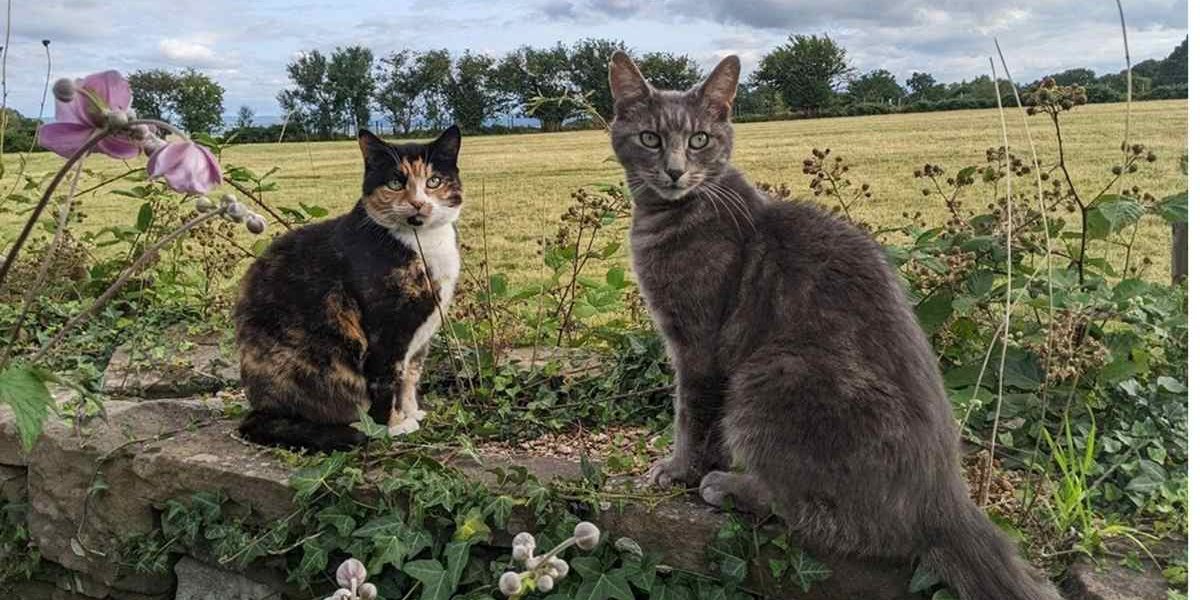 Deux chats âgés sur le terrain