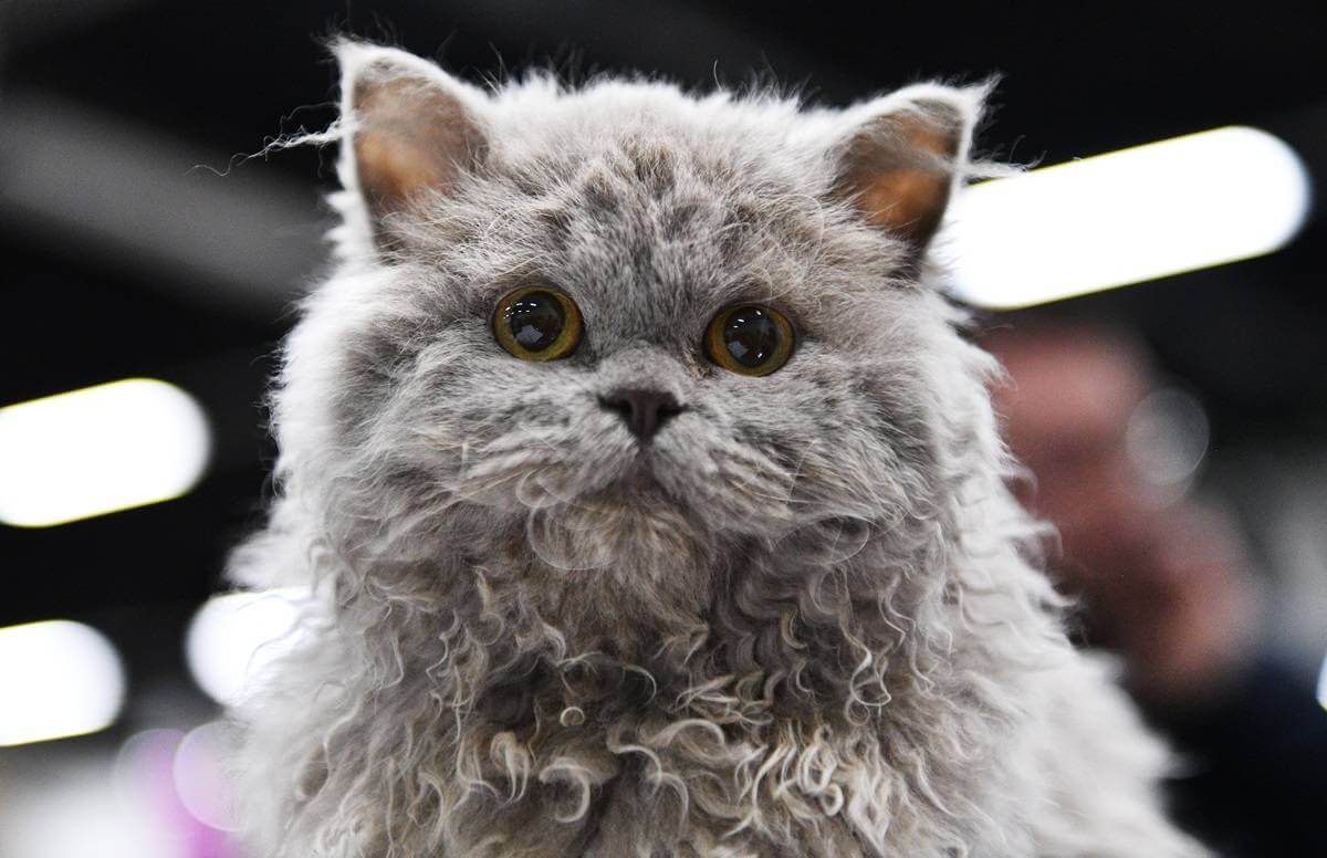 Un chaton Selkirk Rex