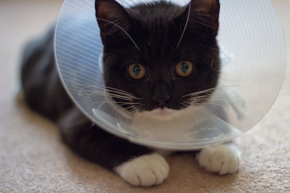 Un chaton noir est couché avec un collier électronique autour du cou.