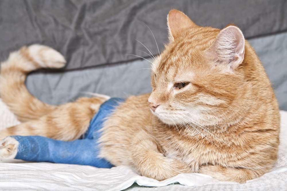 Un chat est allongé avec de la gaze bleue enroulée autour d'une de ses pattes arrière.