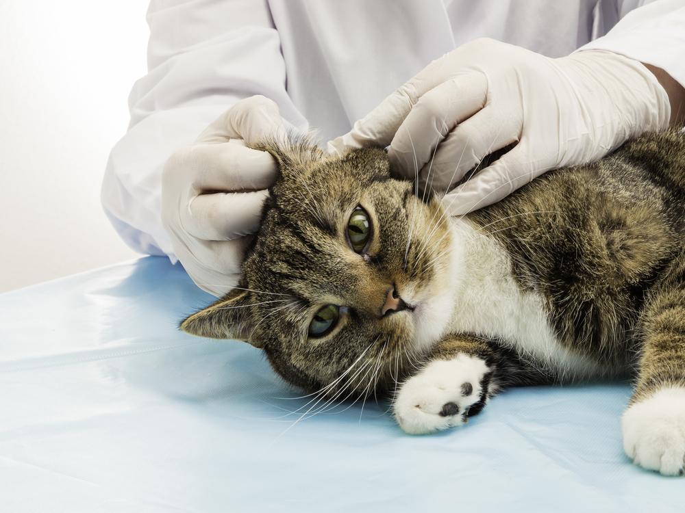 Un chat est allongé sur le côté droit et un vétérinaire examine son oreille gauche.