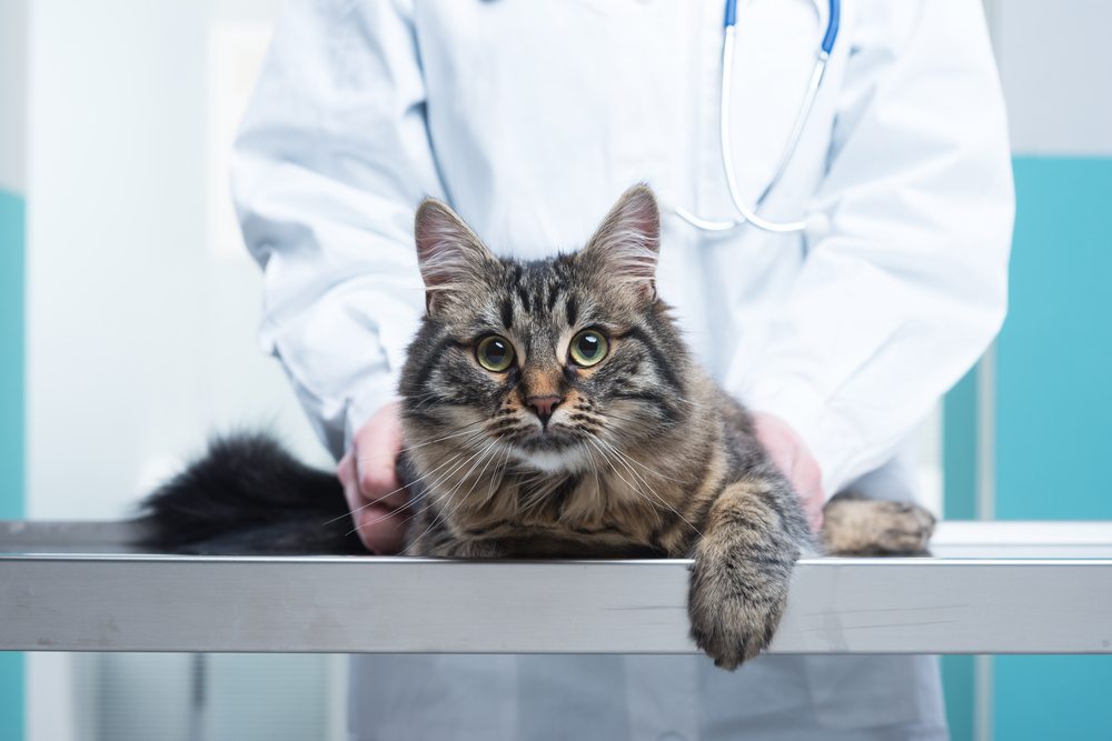 Un chat tigré au premier plan sur une table d'examen, doucement tenu par un vétérinaire en blouse blanche et stéthoscope.