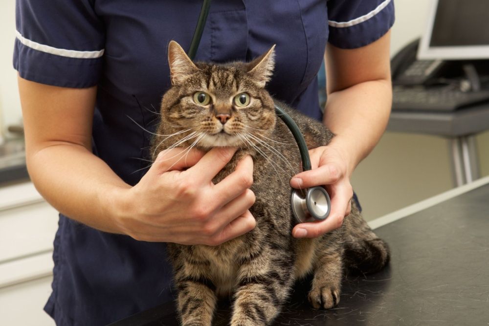 Un vétérinaire se tient derrière un chat et place un stéthoscope sur sa poitrine.