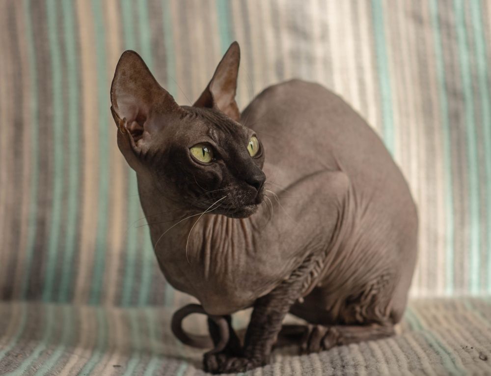 Magnifique chat Sphynx Donskoy mignon