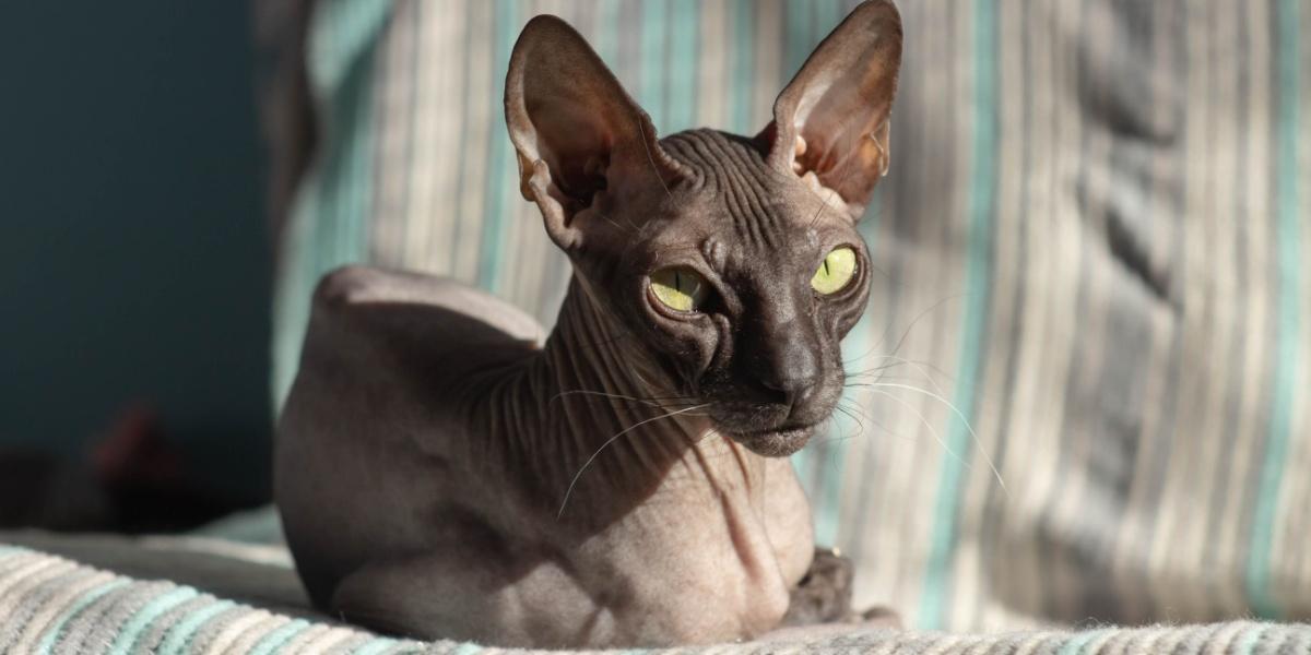 Magnifique chat sans poils Donskoy Sphynx