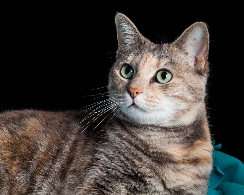 Magnifique chat tigré roux et gris écaille de tortue