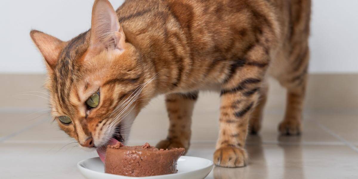 Chat du Bengal mangeant de la nourriture humide dans un plat blanc.