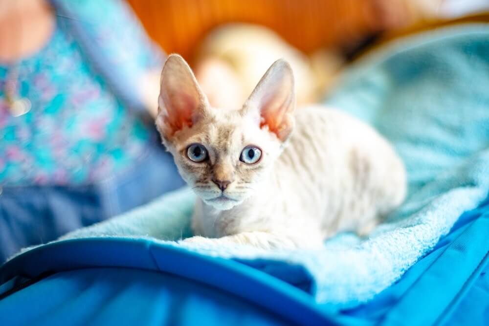 Race de chat aux yeux bleus German Rex