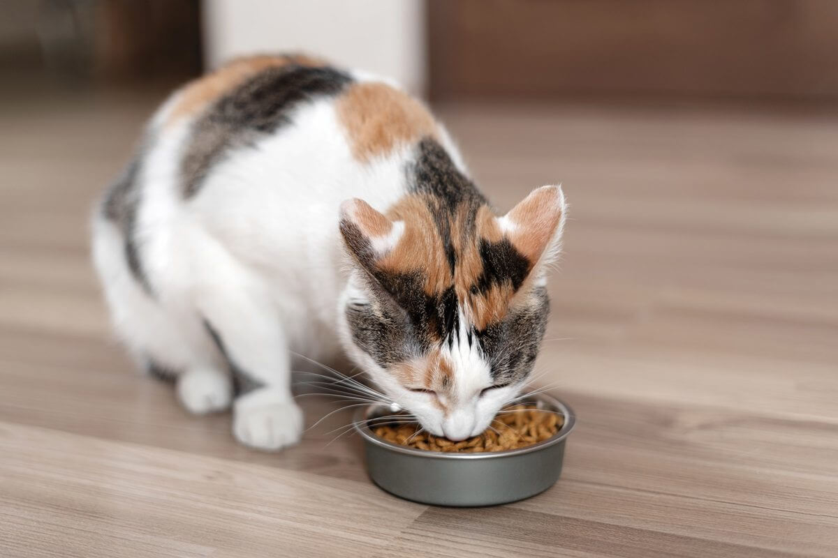 Chat calico mangeant des croquettes dans un bol