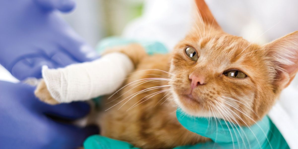 Chat couché sur le côté gauche avec la moitié inférieure de sa patte avant droite enveloppée dans de la gaze blanche