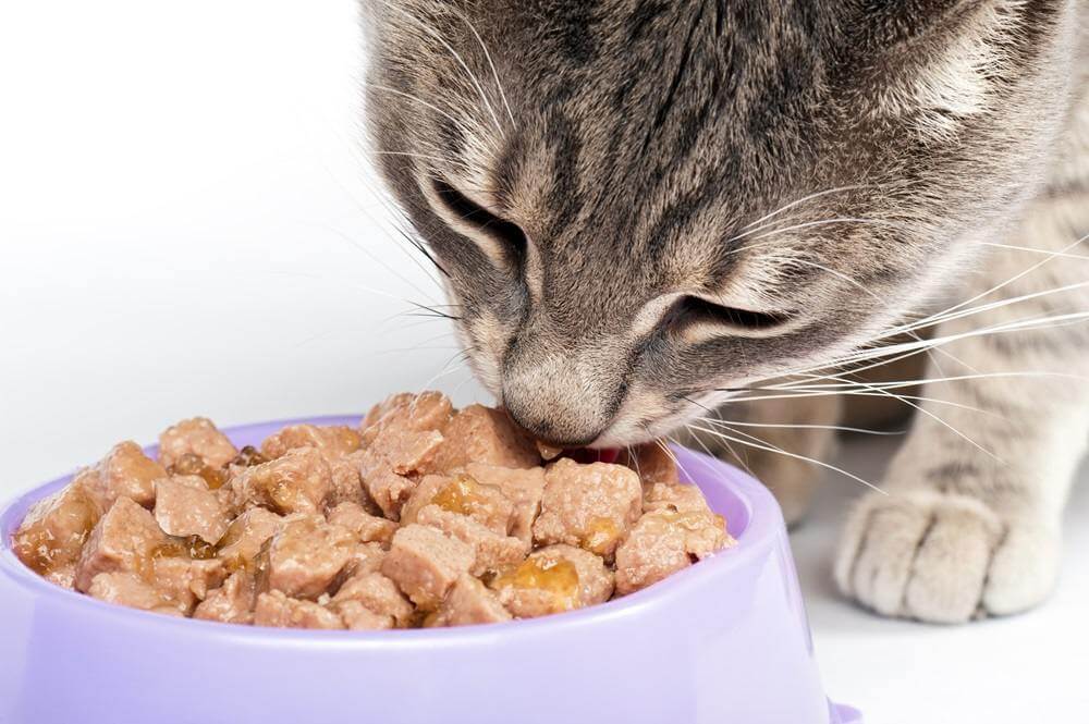 Image rapprochée d'un chat mangeant dans un bol violet