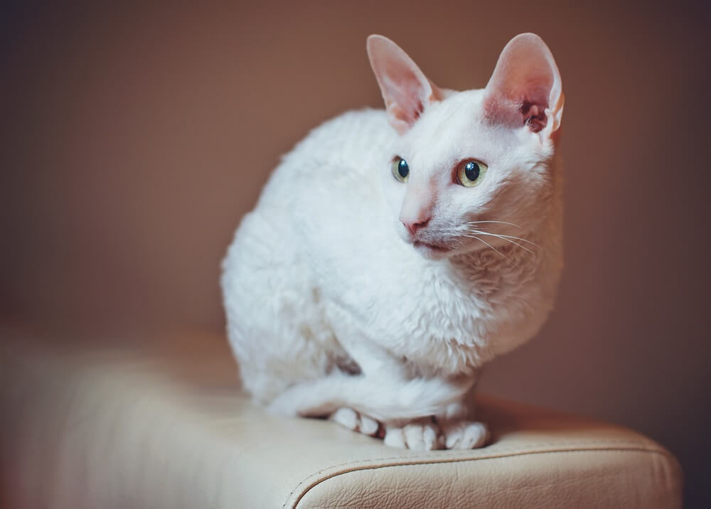 Chat Cornish Rex curieux assis sur le canapé