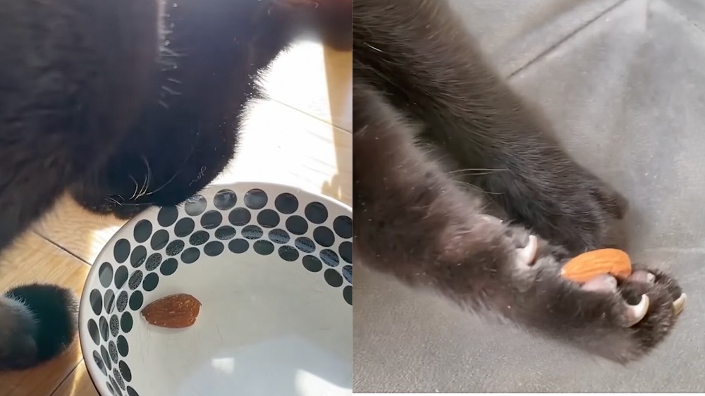 Au revoir mon amour, au revoir mon amie. —Ari à ses amandes. / Instagram: Ari_the_Panther