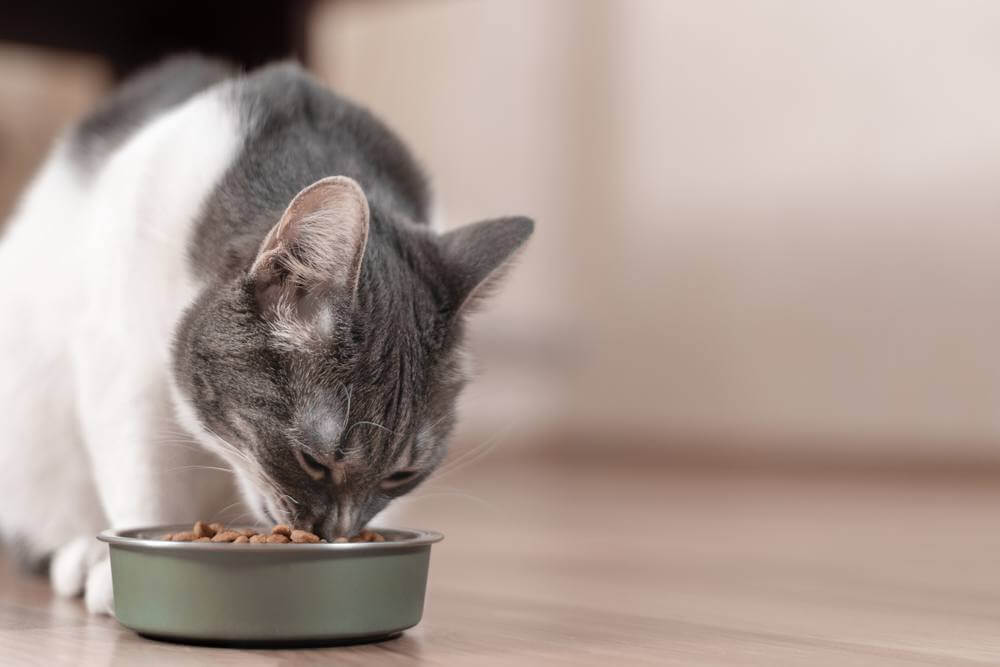 Un chat gris et blanc mange de la nourriture sèche dans un bol