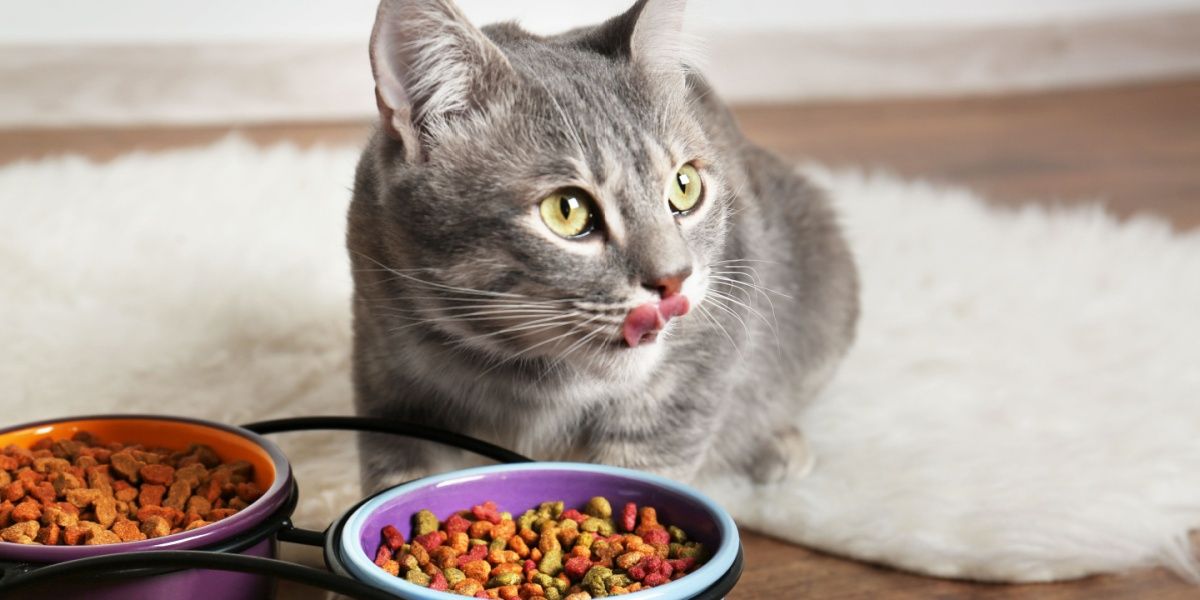 Chat tigré gris au premier plan léchant ses babines derrière deux bols de nourriture sèche colorée.