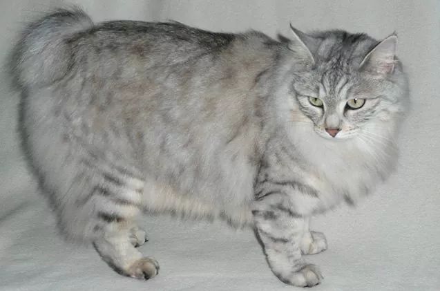 Bobtail de Carélie