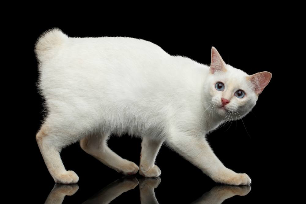 Mekong Bobtail sans queue, marchant et regardant vers le haut, fond noir isolé, fourrure blanche à points colorés