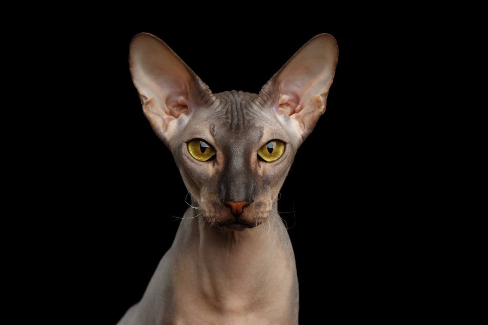 Portrait de Peterbald Chat nu Regardant dans la caméra avec magie Yeux jaunes sur fond noir isolé