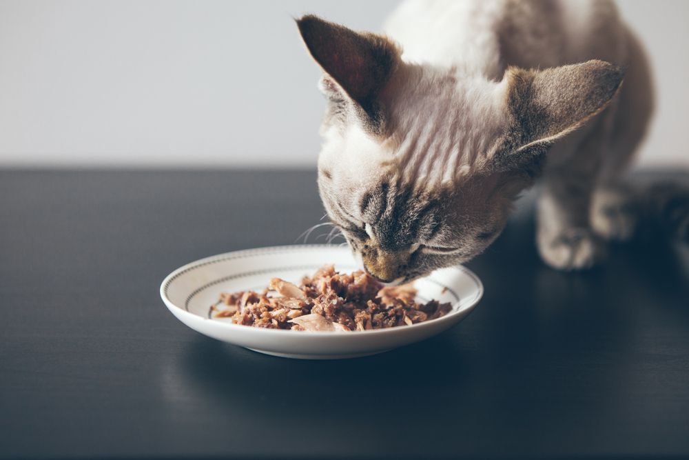 Chat à poils courts au premier plan mangeant de la nourriture humide dans un petit bol.