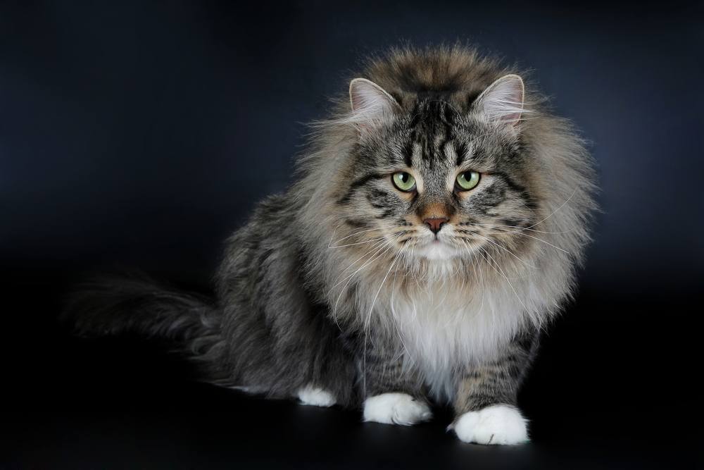 Tigre noir de Sibérie avec un chat mâle blanc sur fond noir