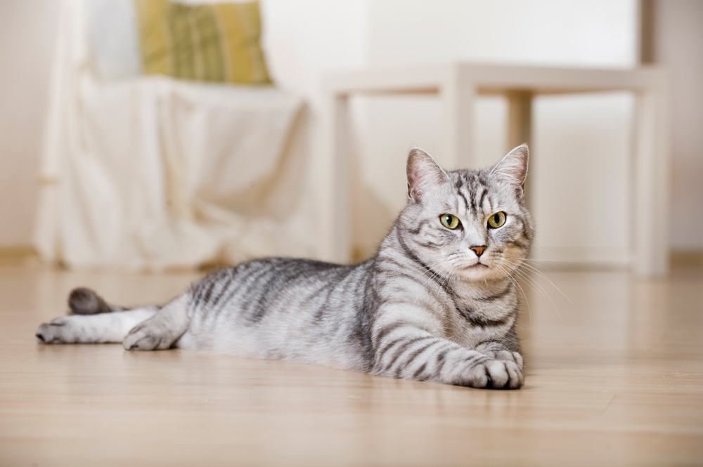 Chat tabby argenté dans un salon