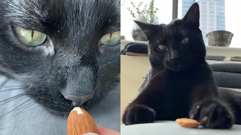 Tant d'amandes, si peu de temps ! / Instagram : Ari_the_Panther