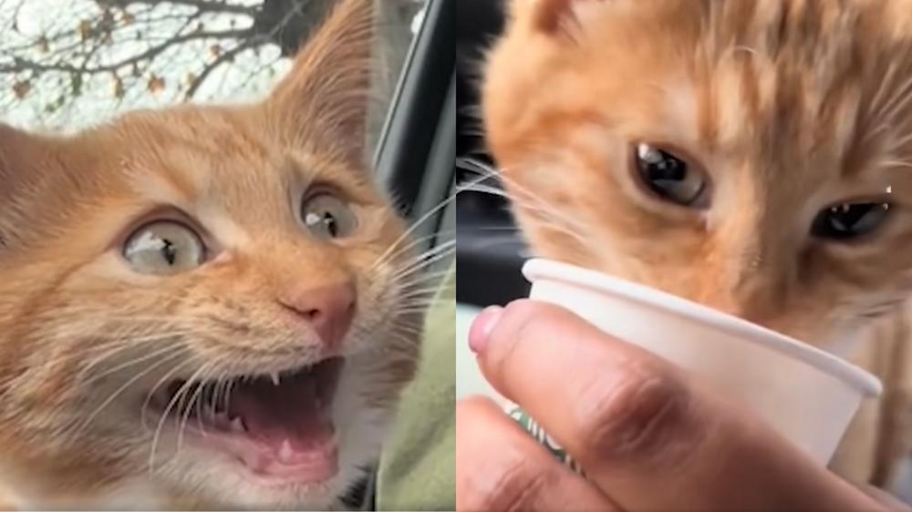 Sophia a dit qu'ils ne donnaient pas à Seven une tasse pleine de lait pour chiot. C'est trop ! / Seven le chaton orange