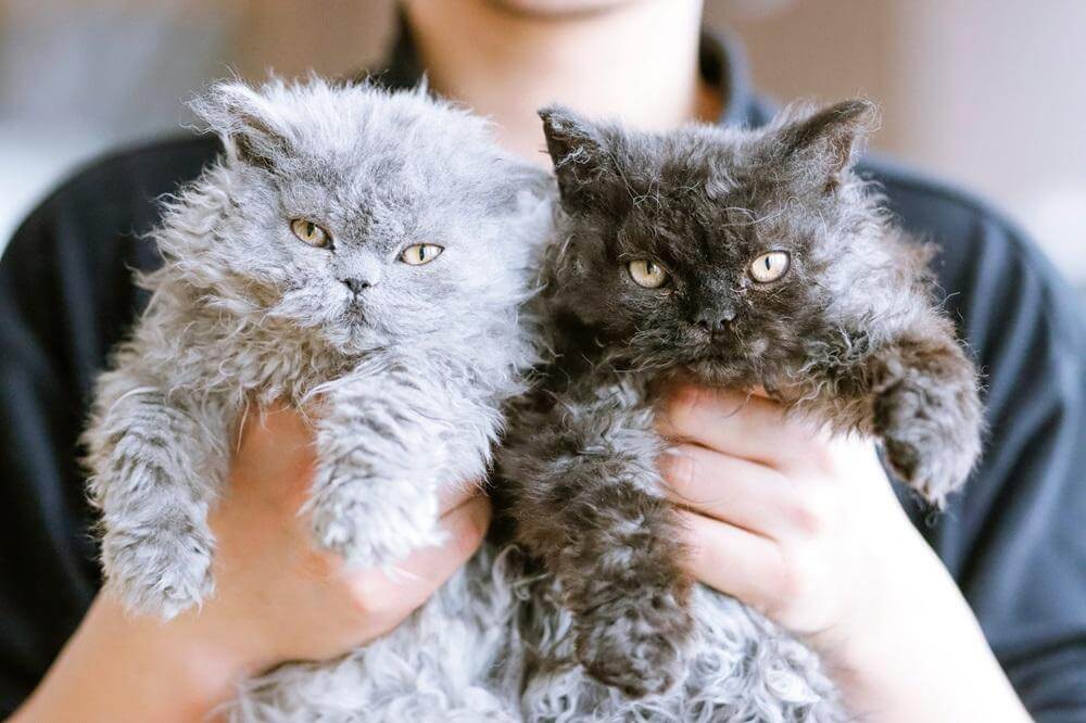 Personne tenant deux chatons Selkirk Rex, l’un gris clair, l’autre gris foncé.