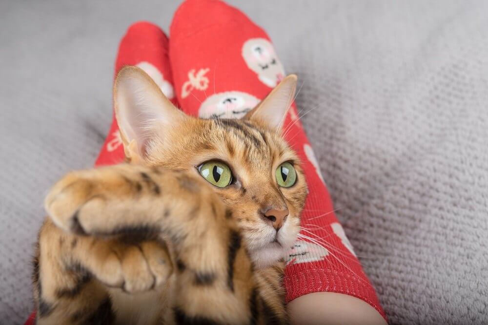 Le chat domestique se couche sur les jambes de son propriétaire et regarde sur le côté avec ses pattes croisées.