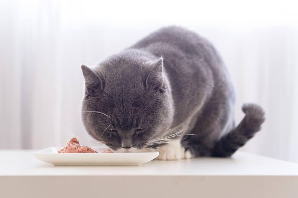 Un chat gris à poils courts mange de la nourriture humide dans un plat.