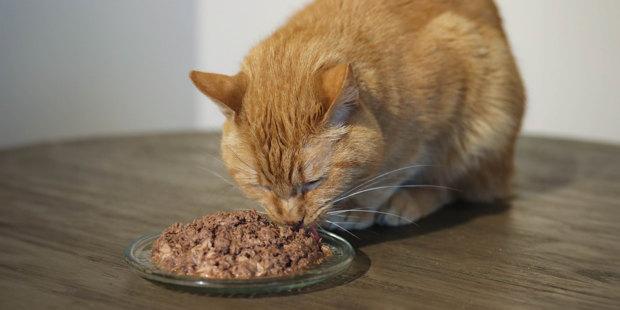 Chat orange mangeant de la nourriture pour chat dans une assiette sur une table en bois.