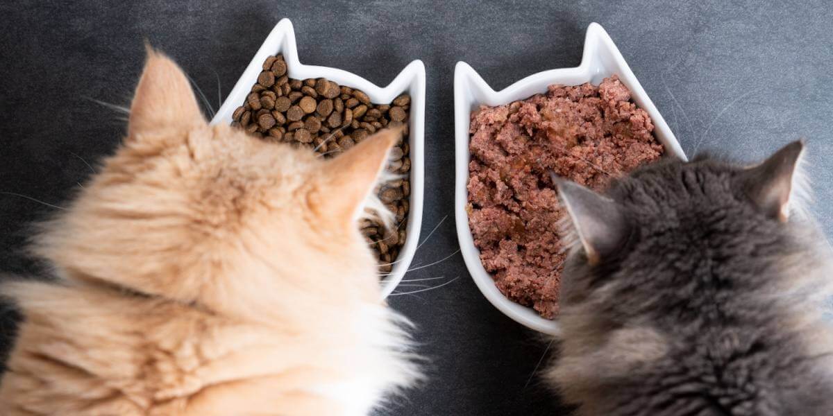 Vue de dessus de deux chats mangeant dans des bols en céramique, un pour la nourriture humide et un pour la nourriture sèche