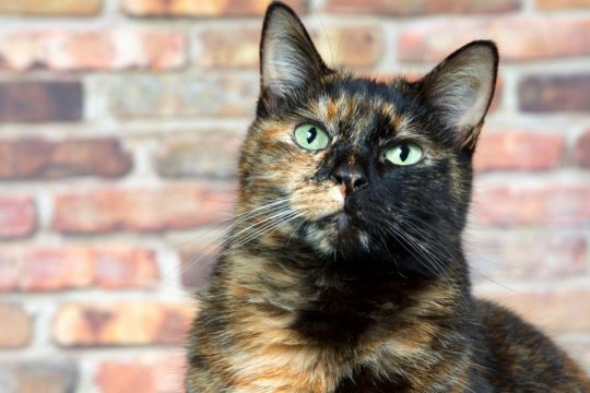 5 Faits sur les chats 