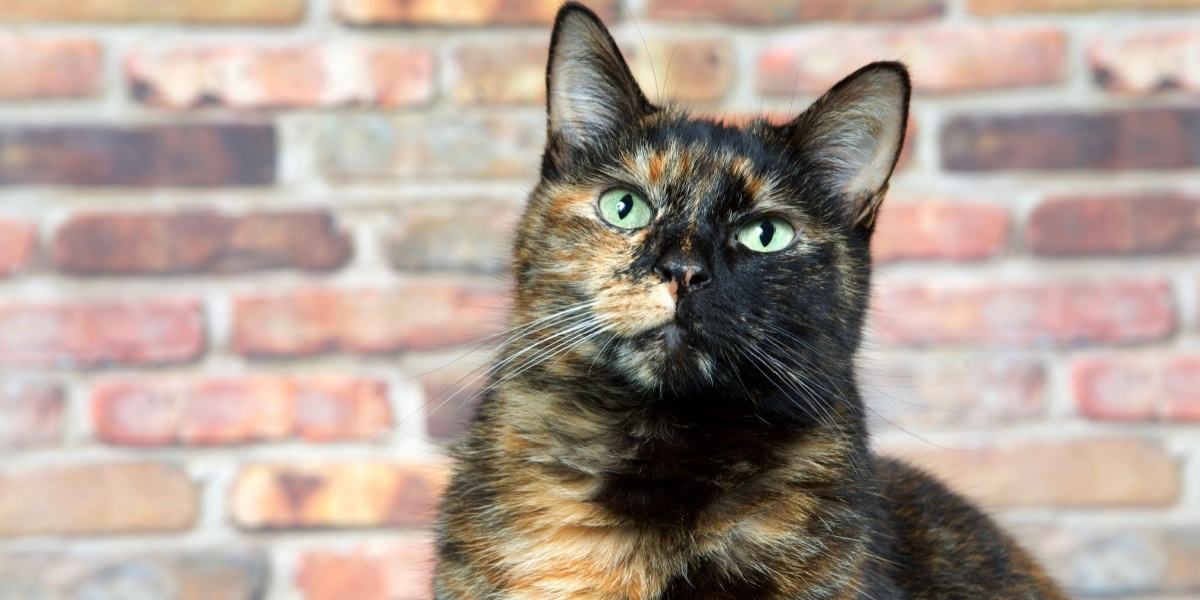 Les chats écaille de tortue avec le motif tabby comme l'une de leurs couleurs sont parfois appelés torbie.