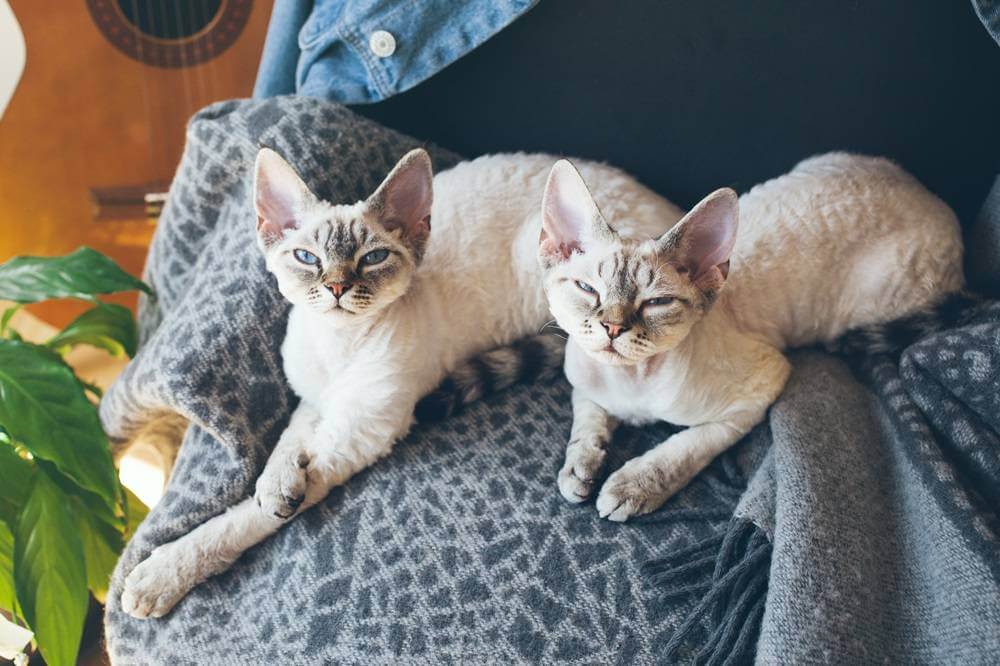 Deux chats Devon Rex endormis allongés sur une couverture.