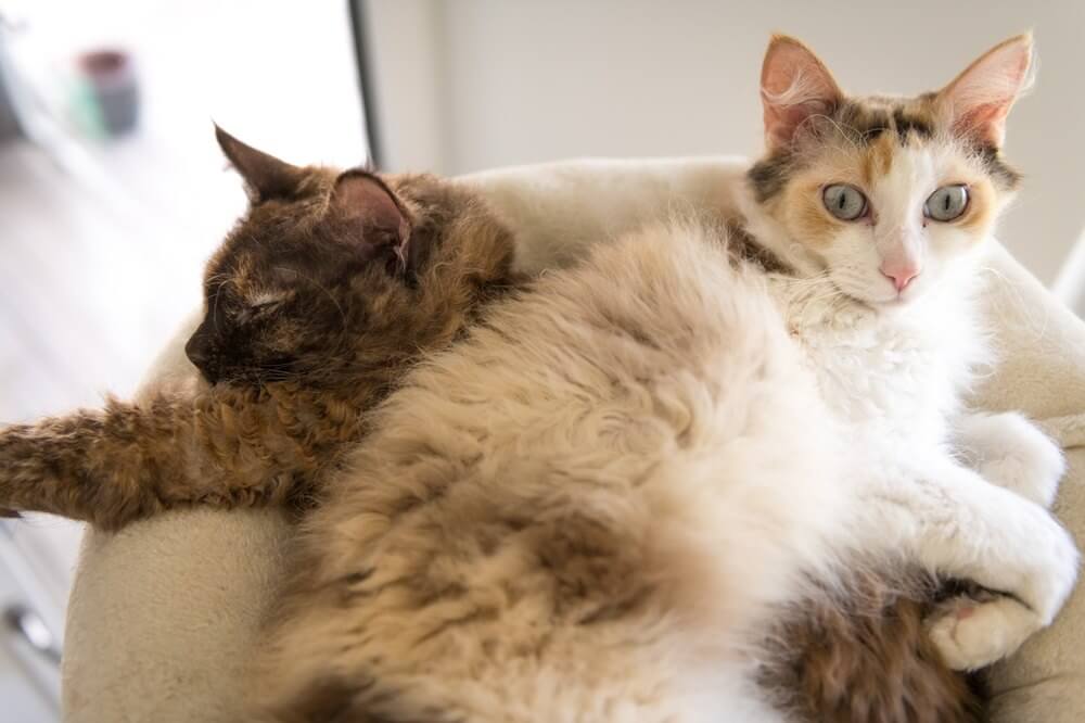 Deux chats LaPerm duveteux couchés ensemble.