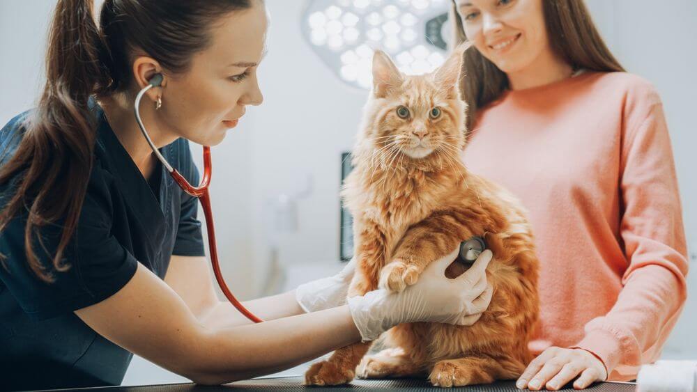 Une vétérinaire tient un stéthoscope sur la poitrine d’un chat sur une table d’examen tandis que le propriétaire du chat regarde derrière le chat.