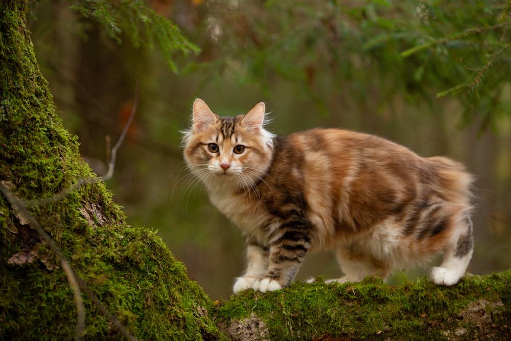 chat bobtail des Kouriles en extérieur dans la forêt