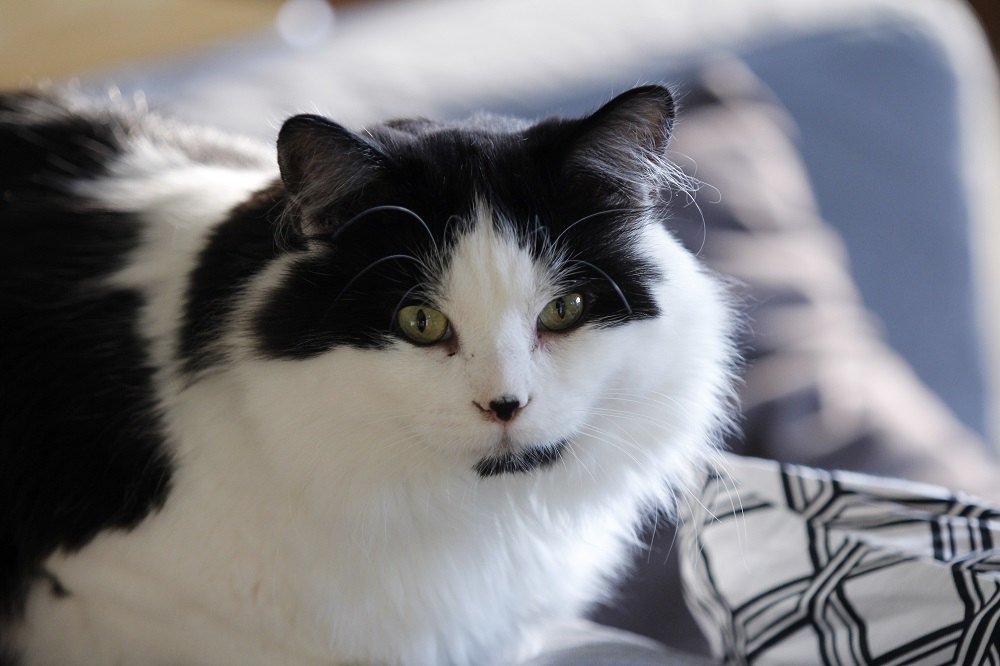 Un chat Ragamuffin noir et blanc allongé sur le canapé à la maison.